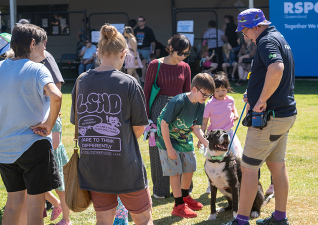 RSPCA Qld adoptable dog receiving pats.